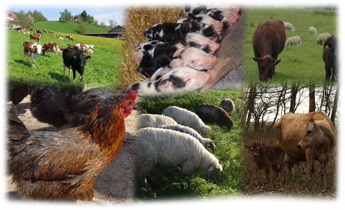 Organic Animal Husbandry systems – challenges, performance and potentials  (IAHA)